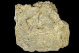 Fossil Crinoid (Camptocrinus) - Alabama #114395-1